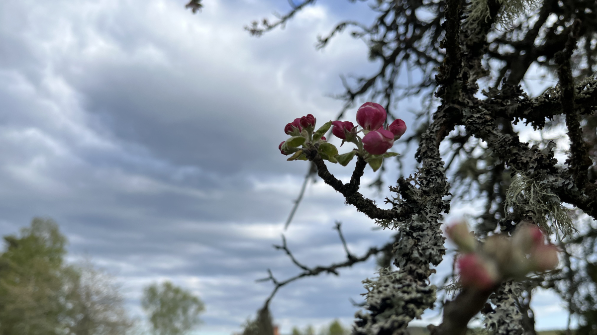 Äppelblomma