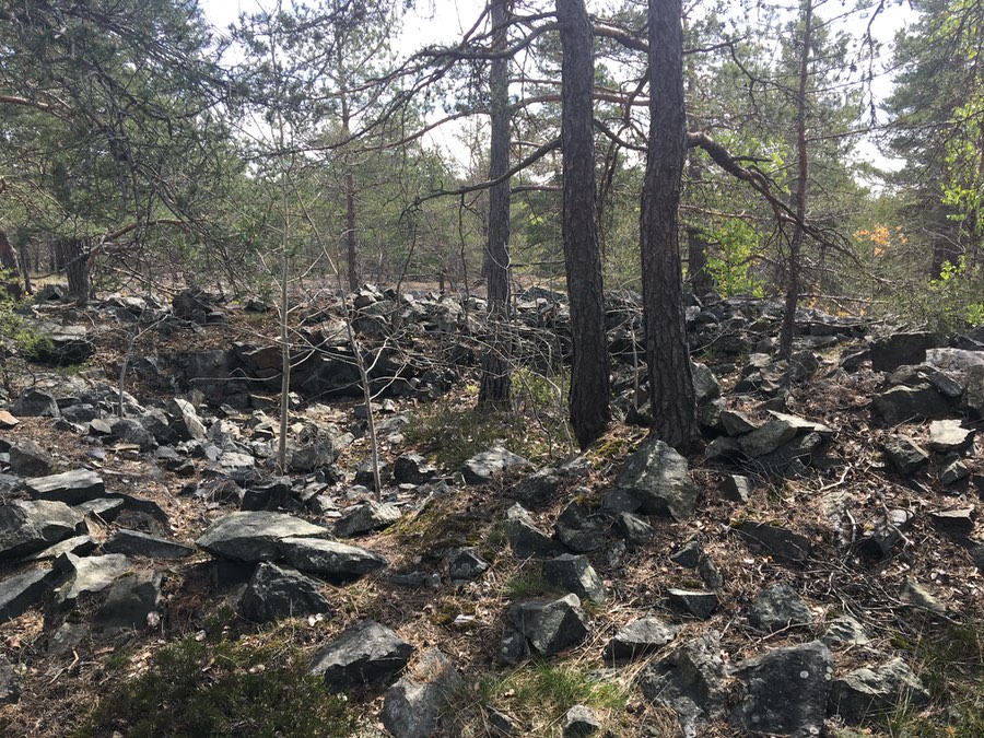 Stenar i skogen