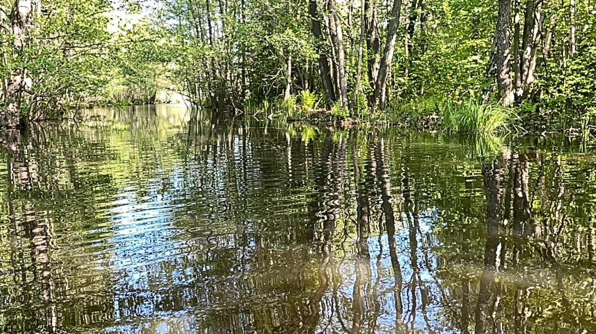 Vatten och skog